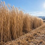 Was kann Miscanthus als nachwachsender Rohstoff?